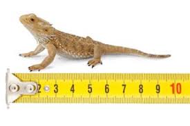 fun bearded dragon facts information