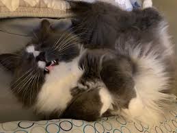 Eyebleach, what has been seen cannot be unseen, but it can be soothed. My Very Own Eyebleach That I Want To Share With Reddit Eyebleach