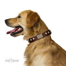 Balanced and well chiseled, skull broad without coarseness; Magic Amulet Brown Leather Golden Retriever Collar With Skulls And Plates C302 1046 Decorated Brown Leather Golden Retriever Collar Golden Retriever Harness Golden Retriever Muzzle Golden Retriever Collar Dog Leash Dog Leashes