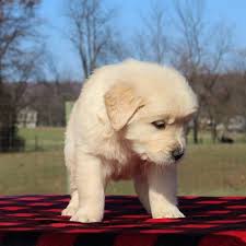 Find your new family member today, from dedicated breeders near you. Golden Retriever Puppies For Sale Golden Retriever Puppies For Sale