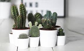 Size of cactus depends on the species. How To Grow A Cactus Miracle Gro