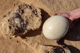Hallan huevos de avestruz de hace más de 4.000 años en el desierto de Israel - Mundo - ABC Color