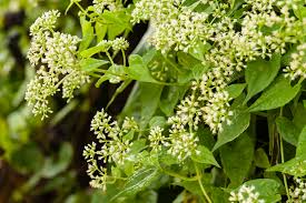 Image result for Mikania