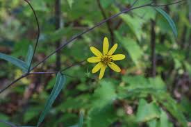 Image result for Emilia debilis