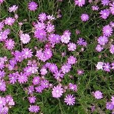 Image result for Senecio purpureus