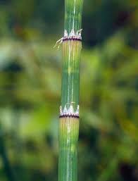 Image result for Equisetum ramosissimum