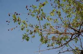 Image result for Rytigynia monantha