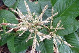 Image result for Triplaris americana