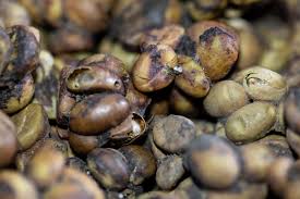 It doesn't improve the every time i set out to read about coffee, i learn something new. World S Most Expensive Coffee Kopi Luwak To Blame For Horrific Animal Conditions In Indonesia