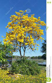 Maybe you would like to learn more about one of these? Albero Con Fiori Gialli