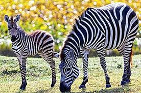 Kumpulan gambar hewan di muka bumi. Pet Scoop Zebra Baby Debuts Di Zoo Florida Menduduki Denver Nama Anjing Pemimpinnya 2021