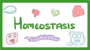 Gcse Biology Homeostasis 38 Youtube