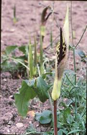 Image result for Stylochaeton borumensis