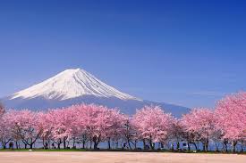 Please check the latest information on official websites before visiting. Japanese Cherry Blossom 12 Unusual Things You Should Know