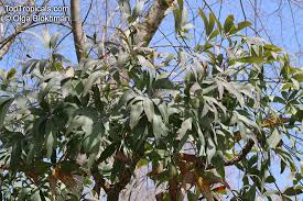 Image result for Cussonia sessilis