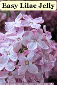 How To Make Lilac Jelly Yes Lilacs Are Edible As Well As Beautiful Recipe Edible Jelly Lilac