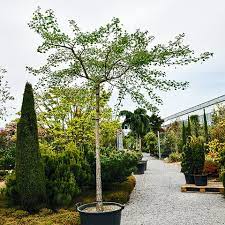 Eines tages, so hoffen sie, werden sie die regierung zur rechenschaft ziehen.ein mann führt dieses zusammengewürfelte quartett an. Ginkgo Biloba Horizontalis Schirm Ginkgobaum Horizontaler Facherblattbaum Gartnerei Schwitter Ag