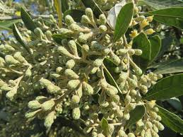 Image result for Brachylaena discolor