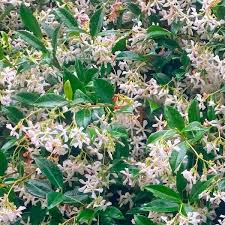 Image result for Jasminum schimperi