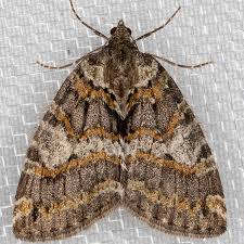 Image result for Hermbstaedtia schaeferi