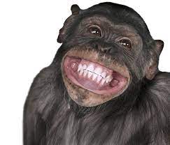 547 Funny Monkey Images Photo Pics Wallpaper Hd Monkeys Funny Funny Monkey Pictures Monkey Pictures
