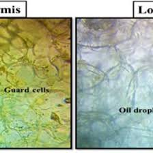 Image result for Coleus betonicifolius