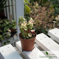 Image result for Odontosoria afra