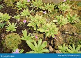 Image result for Lentibulariaceae