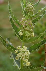 Image result for Xysmalobium