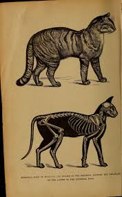 Maybe you would like to learn more about one of these? Timelinejs Embed Cat Anatomy Cat Skeleton Animal Drawings