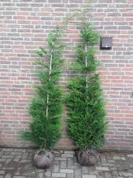 Il ne faut pas tailler le cyprès 2001 jusqu'au vieux bois. Cypres De Leyland 150 175 Cm Plantes De Haies