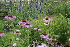 10 Herbstblumen Fur Den Garten Homify Herbstblumen Garten Pflanzen