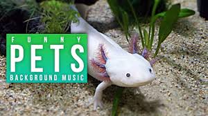 Royalty Free Funny Background Music Pets Video Music Royalty Free Animals Video By Music4video Youtube