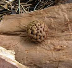 Image result for Thesium singulare