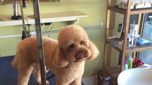 dog grooming salon in malvern