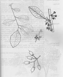 Image result for Manilkara sansibarensis