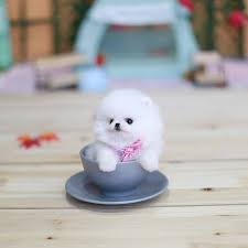 Maybe you would like to learn more about one of these? Micro Teacup Puppies For Sale From Top Breeder Home Facebook