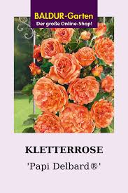 Sie profitieren von einer über 100jährigen erfahrung im pflanzenversand. Kletterrose Papi Delbard 1a Rosenpflanzen Bestellen Baldur Garten In 2020 Kletterrose Pflanzen Kletterrosen