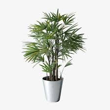 The deep green foliage of bamboo palm adds wonderful depth to a shade garden. Rhapis Excelsa Broadleaf Lady Palm Bamboo Palm Hala Plants Uae Biggest Online Retailer Of Plants