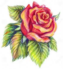 10 Colour Drawing In 2020 Pencil Drawings Of Flowers Realistic Flower Drawing Beautiful Flower Drawings