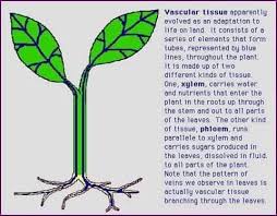 كيفية انتقال المبيدات داخل النبات مبيدات ومغذيات زراعية Facebook