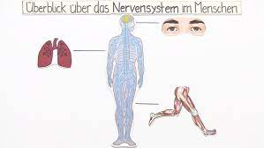 Aus der umwelt werden reize empfangen und an das gehirn weitergegeben. Das Nervensystem Des Menschen Online Lernen