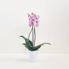 Rododendri, ciclamini, azalee, rose sono piante. Orchidea Rosa Striata Con Vaso In Ceramica Squadrato O 14cm Piante Da Interno