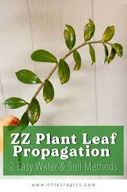 Zz Plant Leaf Propagation 2 Easy Methods House Plant Care Plant Leaves Plants