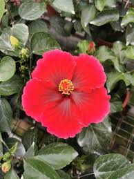 Image result for Hibiscus aethiopicus