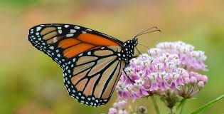 Native Milkweed Can Save Monarchs If You Know How To Grow It Milkweed Monarch Butterfly Habitat Milkweed Plant