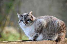 Most cats have what's called a primordial pouch. that's a cool term for what's essentially an extra flap of skin under the belly. Why Do Cats Have A Hanging Belly Senior Cat Wellness