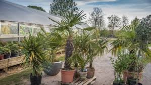 Da es schier unmöglich ist, sich mit jeder einzelnen zu beschäftigen, hat gartenbista für sie eine liste mit den beliebtesten palmenarten für den garten sowie als zimmerpflanze erstellt. Tipps Und Tricks Zum Umtopfen Von Palmen Ndr De Ratgeber Garten Zierpflanzen