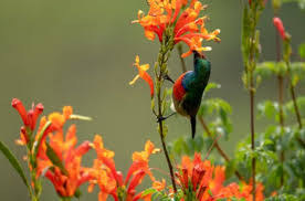 Why does the author describe the bee hummingbird as a tiny flying machine? The Bee Humming Bird Mellisuga Helenae Is The Smallest Bird In The World Weighing 1 8 Grams A More Typical Hummingbird Such As The Rufous Hummingbird Selasphorus Rufus Weighs Approximately 3 G And