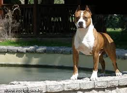 American staffordshire terriers are obedient and have a very strong desire to please their owner. Rockstone American Staffordshire Terrier Home Facebook